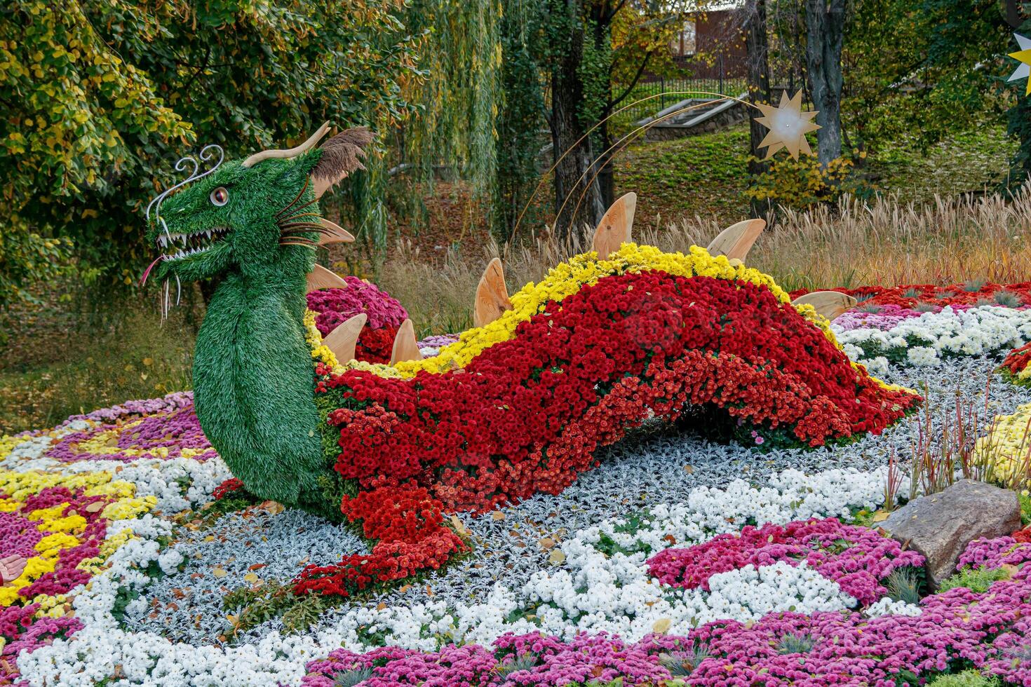 multi-colored flower beds of beautiful chrysanthemums photo
