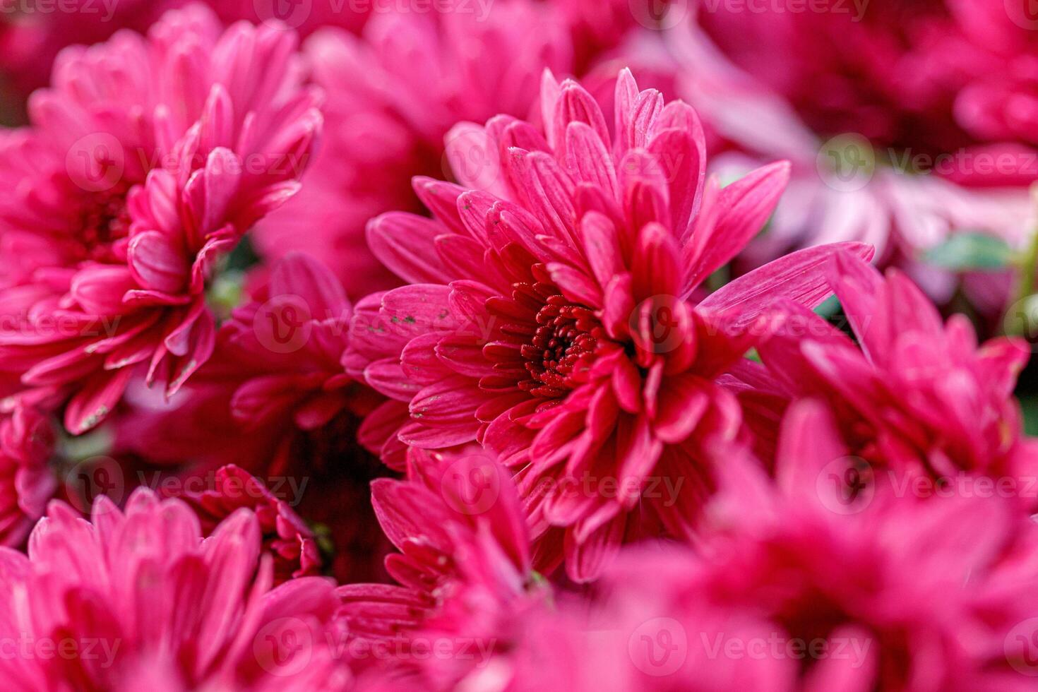 multi-colored flower beds of beautiful chrysanthemums photo