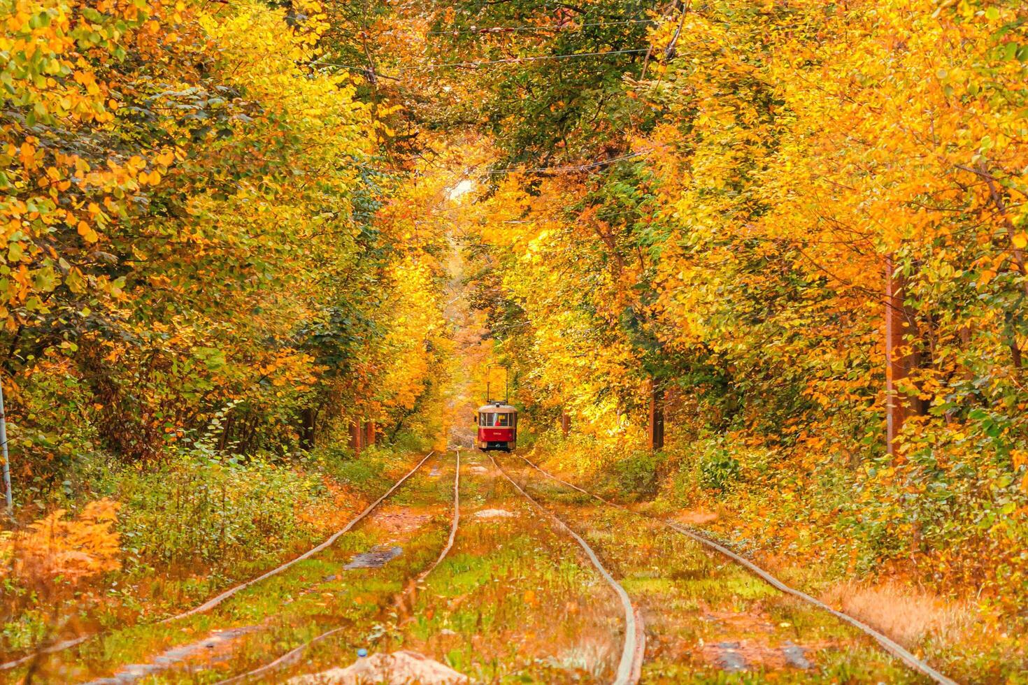 Autumn forest through which an old tram rides Ukraine photo