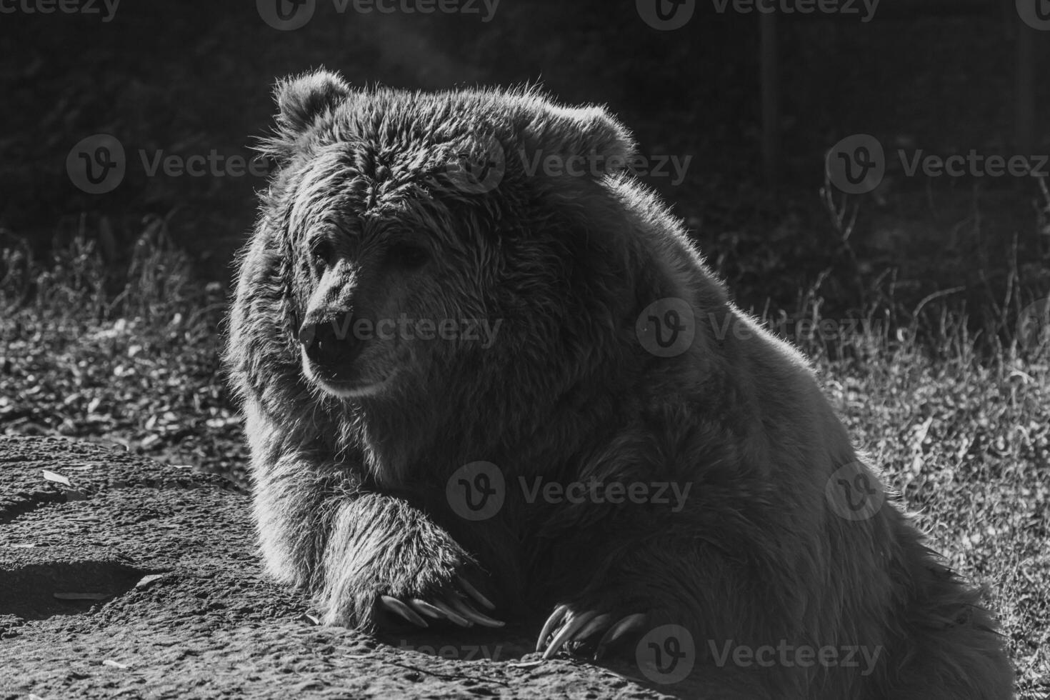 beautiful Tien Shan brown bear photo