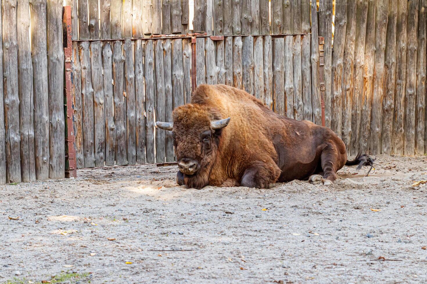 beautiful bison lies on the sand photo