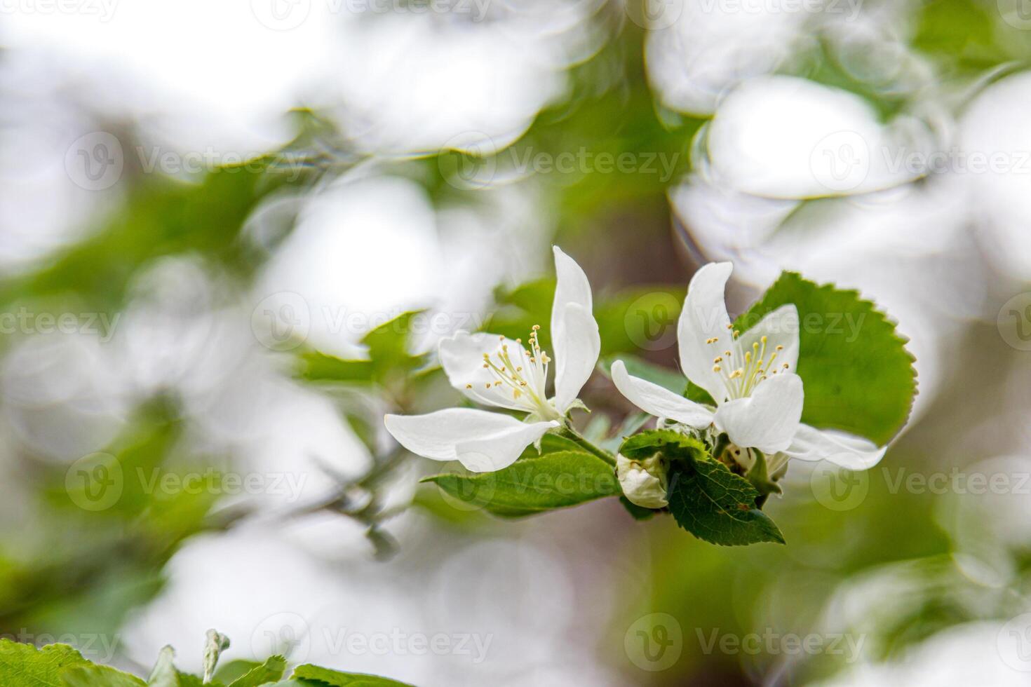 Beautiful spring flowering branches of trees with white flowers and insects macro photo