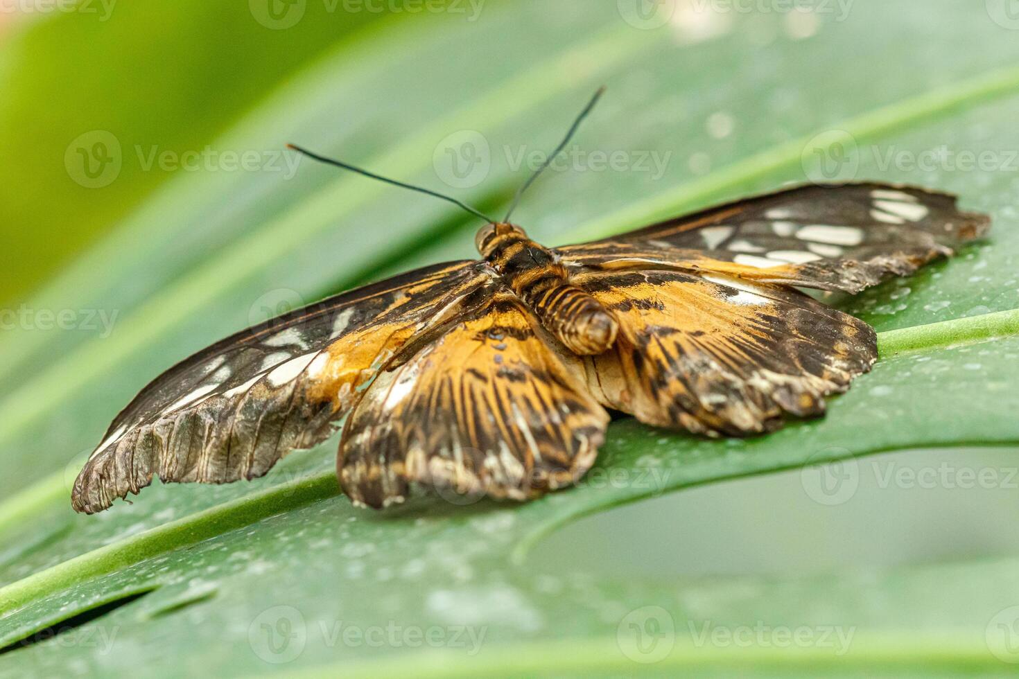 macro beautiful butterfly Parthenos sylvia photo