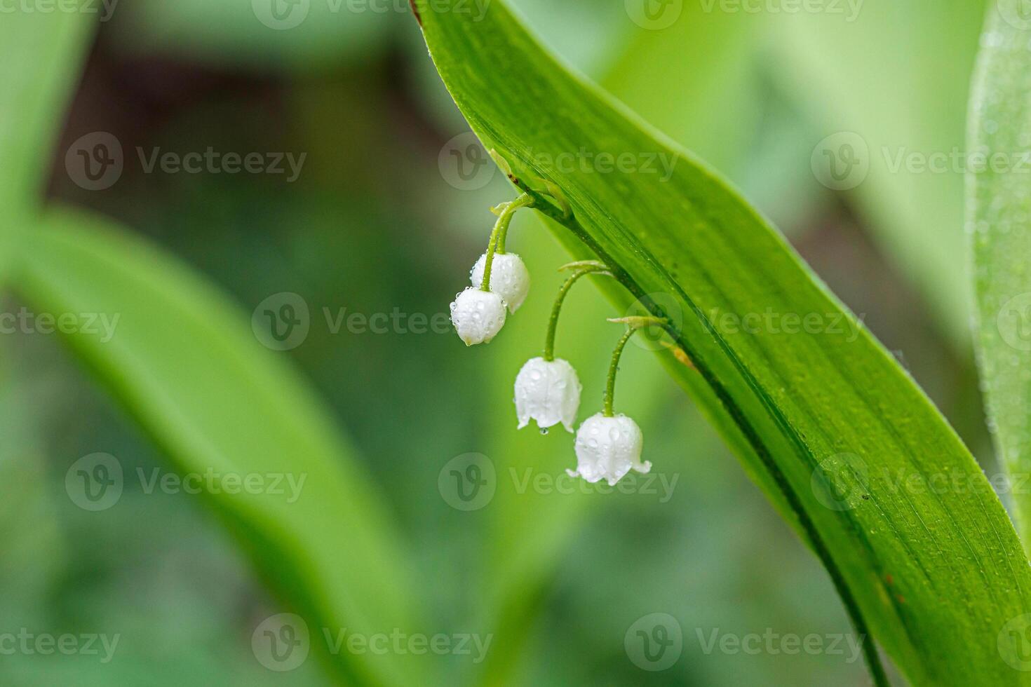 Beautiful spring blooming lilies of the valley with drops of flowers dew photo
