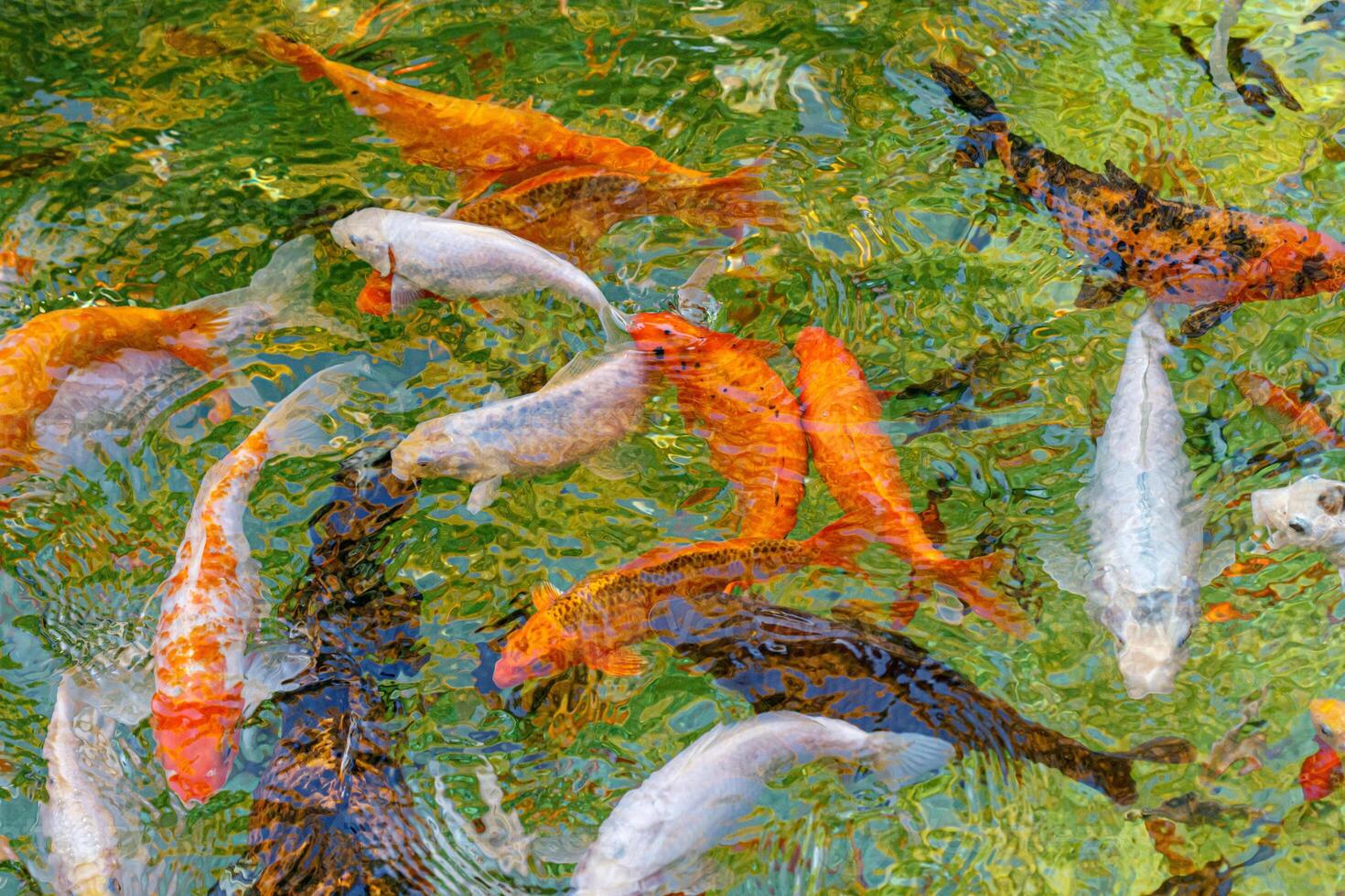 macro koi fish carps in water photo