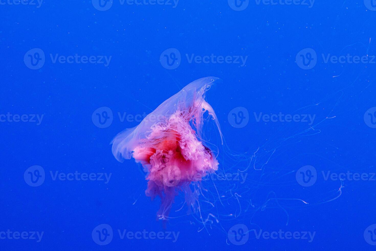 macro of a beautiful jellyfish cyanea capillata photo