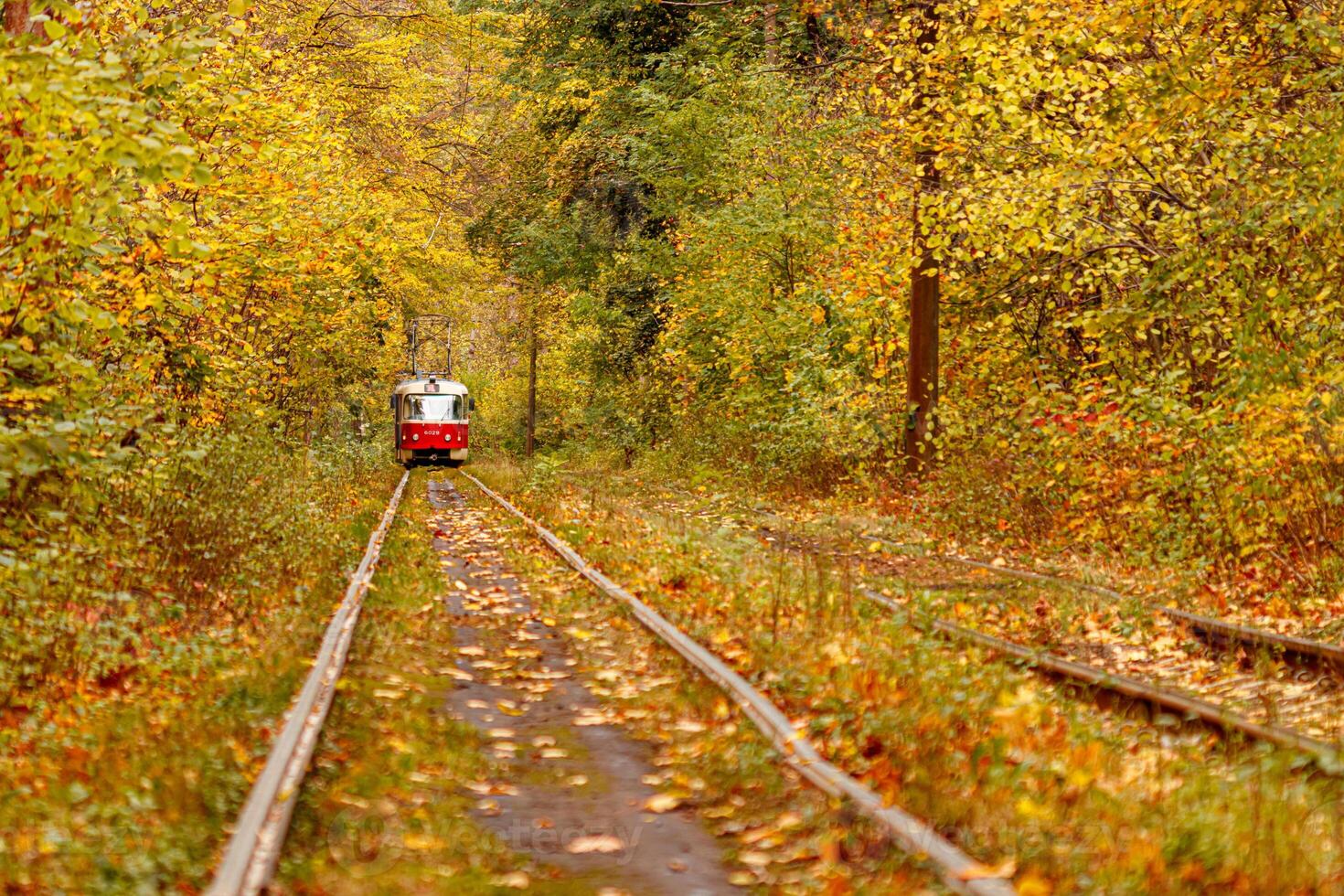 Autumn forest through which an old tram rides Ukraine photo