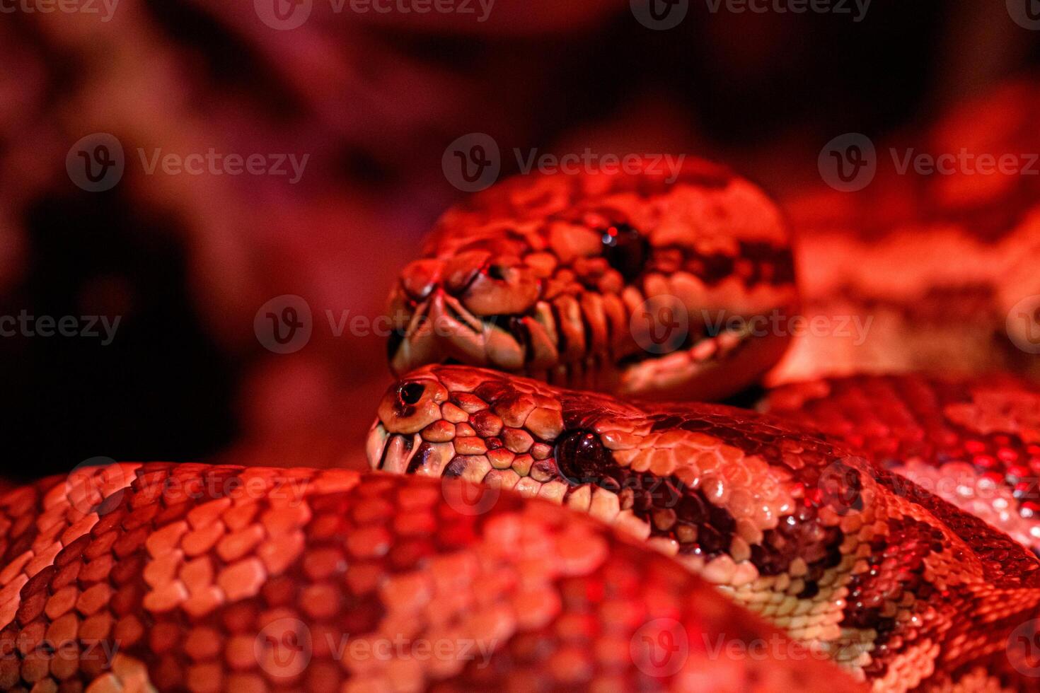 beautiful pair of kites coastal carpet python photo