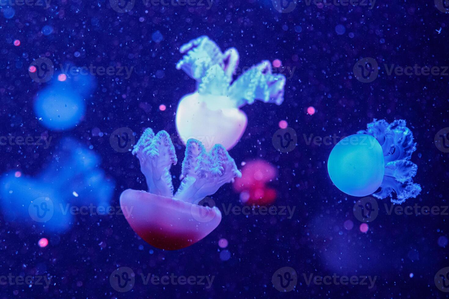 macro of a beautiful jellyfish catostylus mosaicus photo