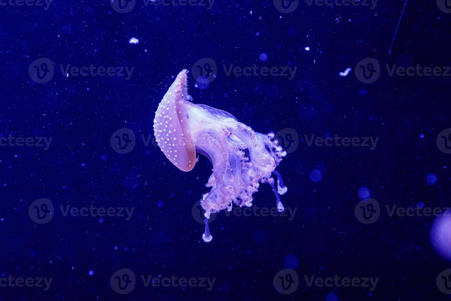 macro of a beautiful jellyfish phyllorhiza punctata photo