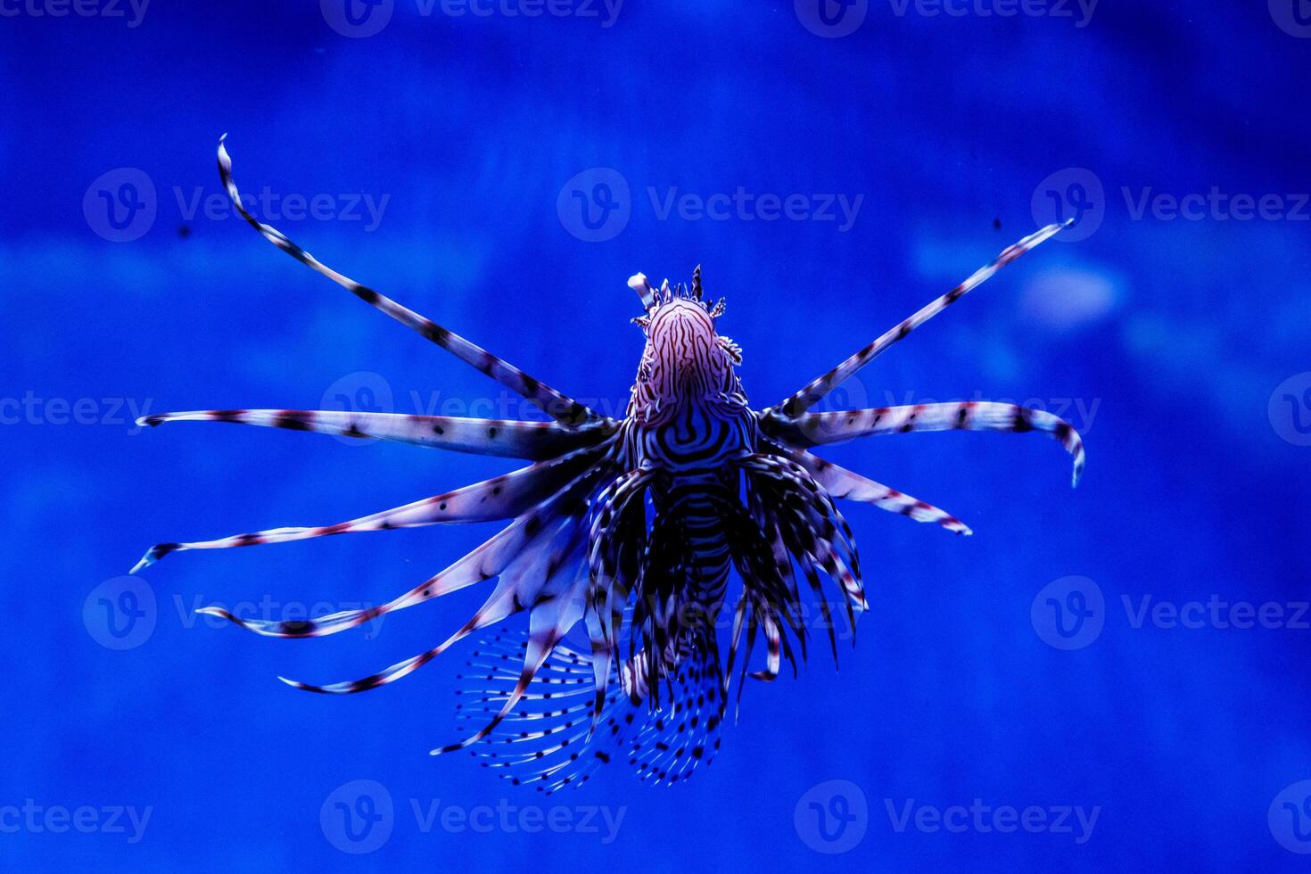 Fish Lionfish - Zebra, Pterois volitans photo