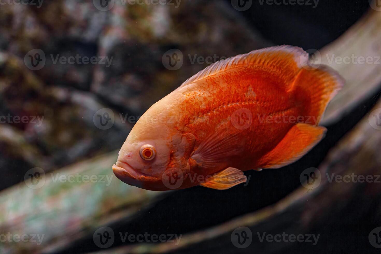 Underwater photography of Oscar fish fish photo