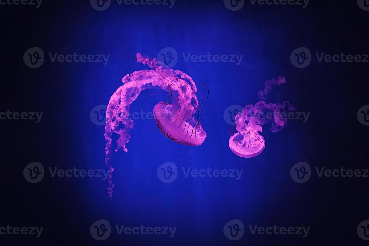 macro shooting under water chrysaora plocamia jellyfish photo