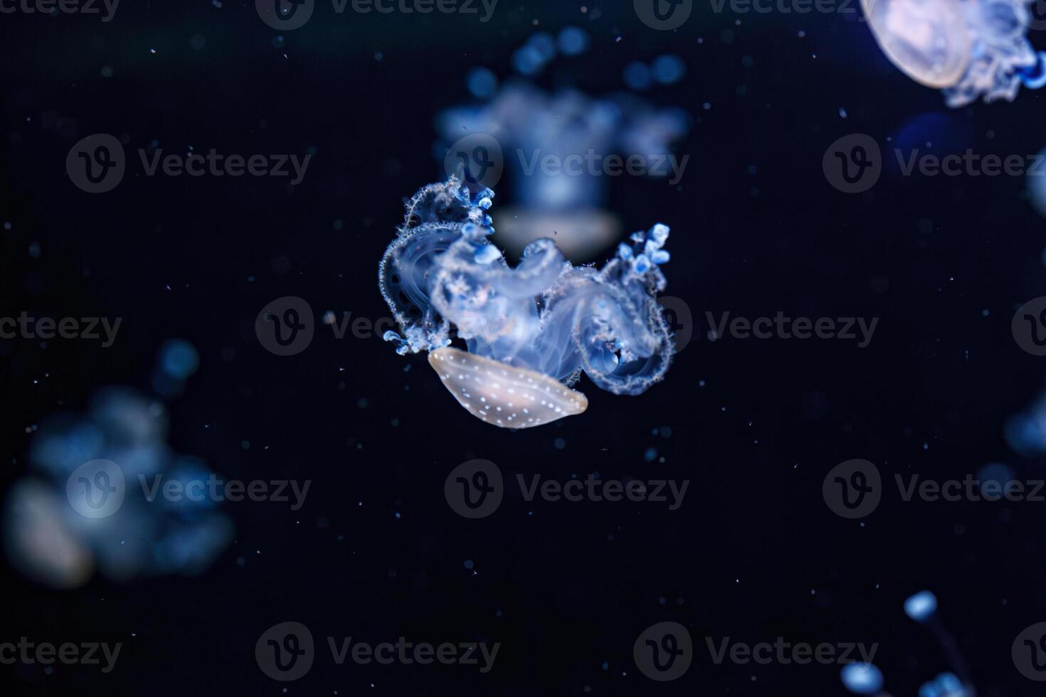 underwater shot of a beautiful Australian Spotted Jellyfish photo