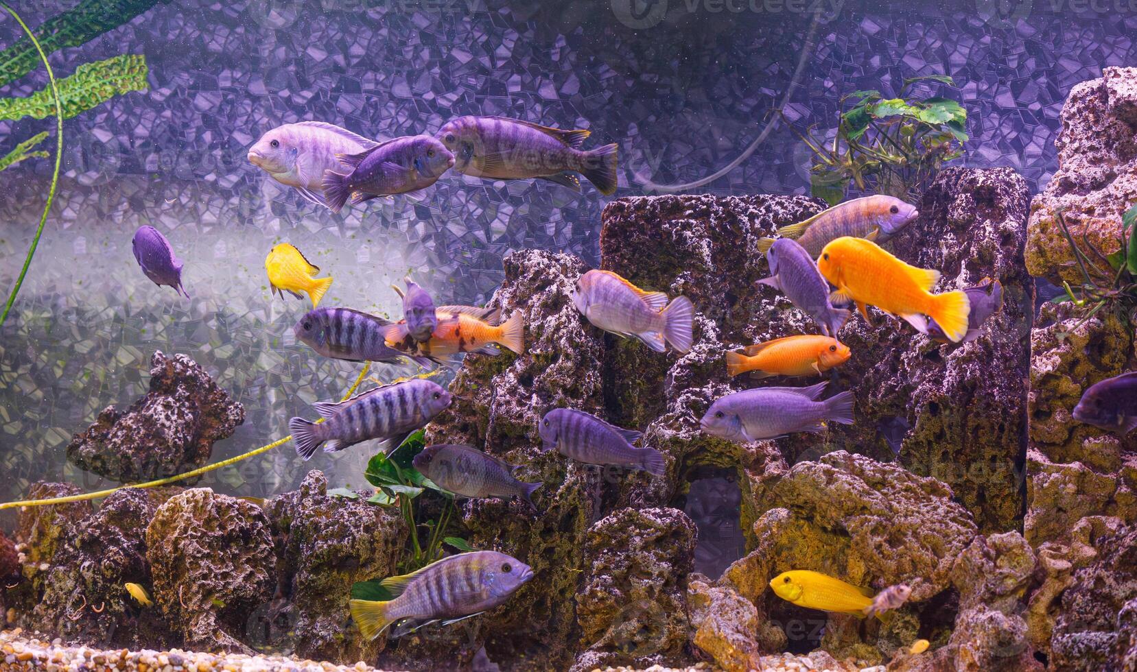 underwater photography of fish Maylandia estherae and Protomelas fenestratus photo