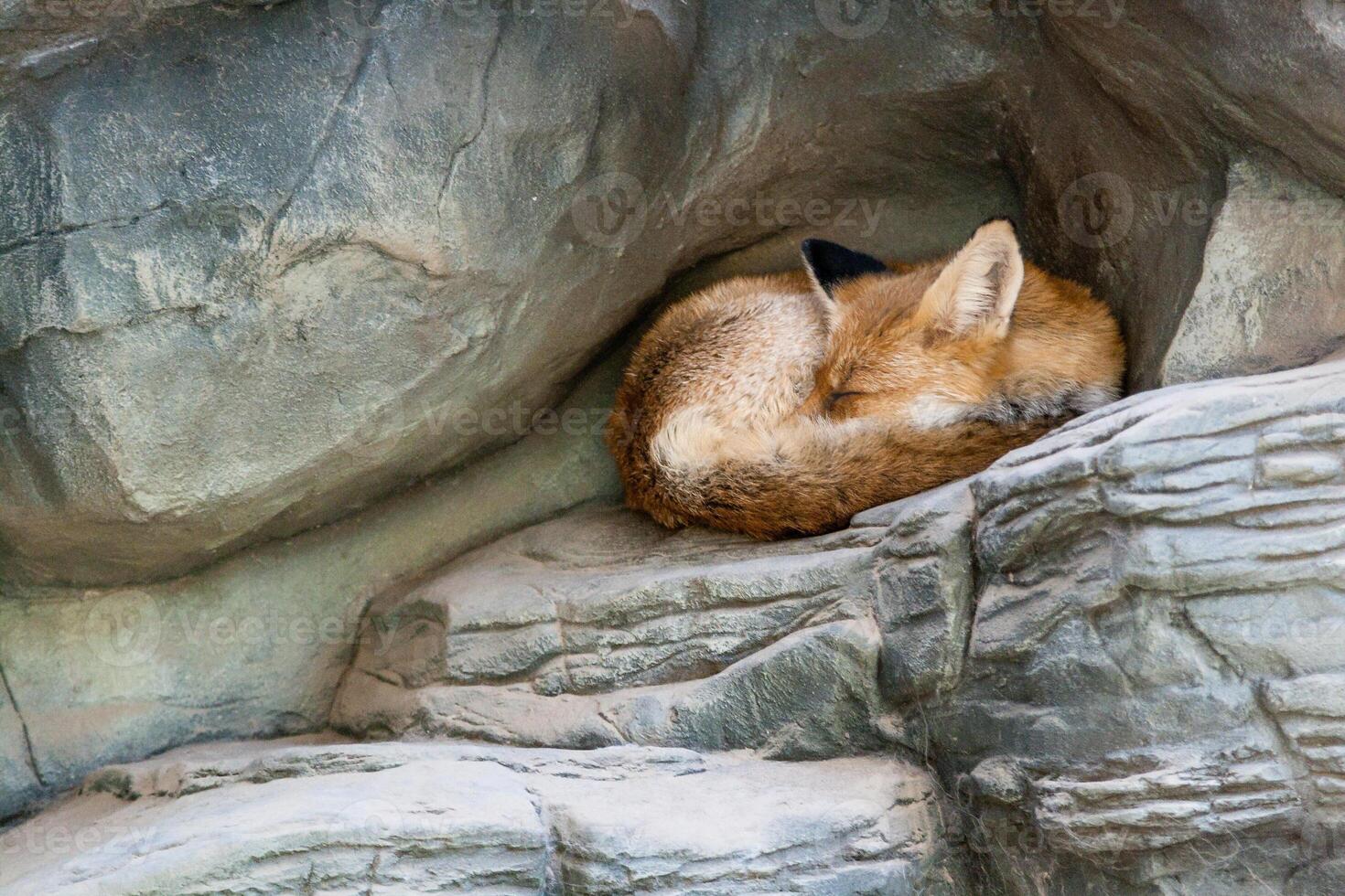 A fox who sleeps close up photo