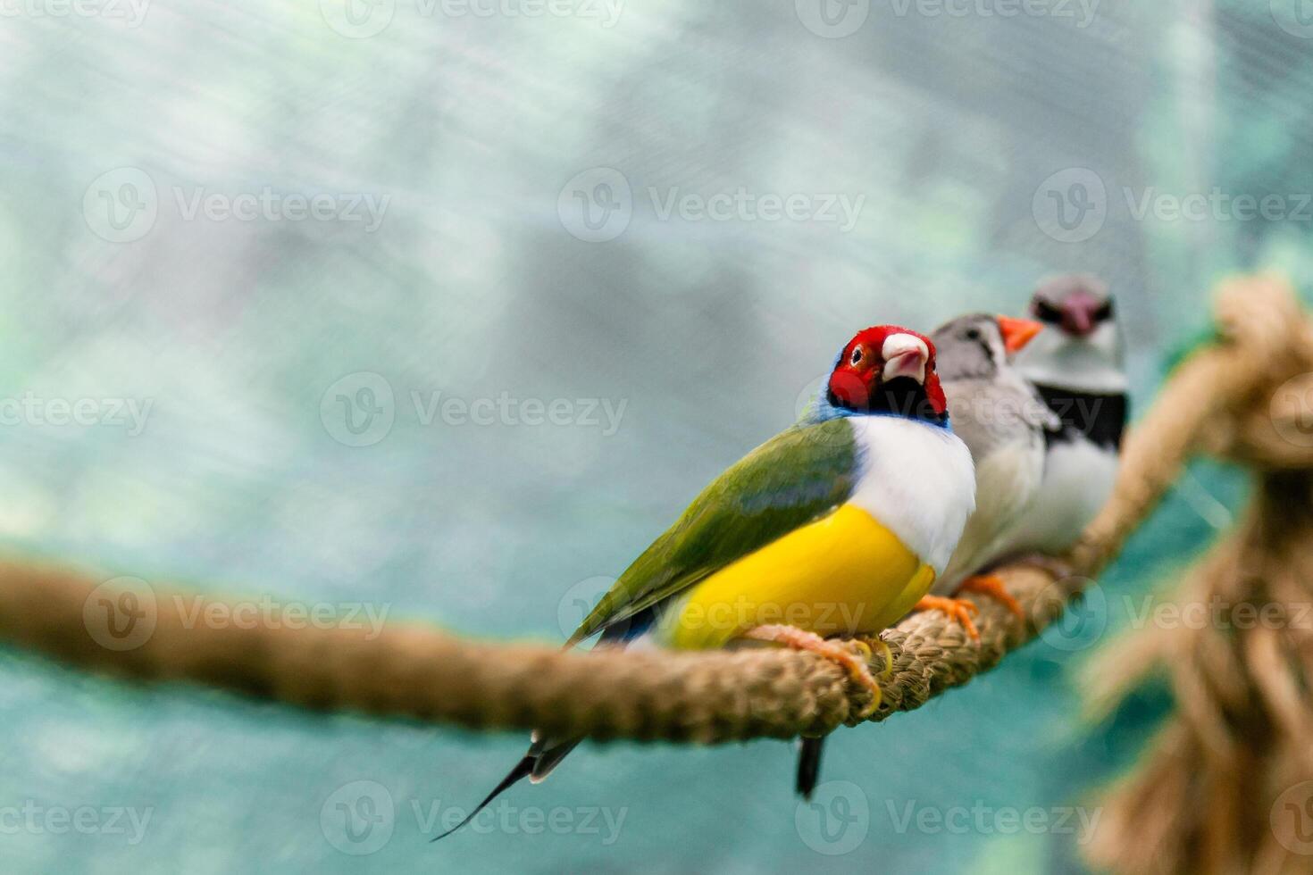 Beautiful birds Guldova Amadina Erythrura gouldiae sitting on a branch photo