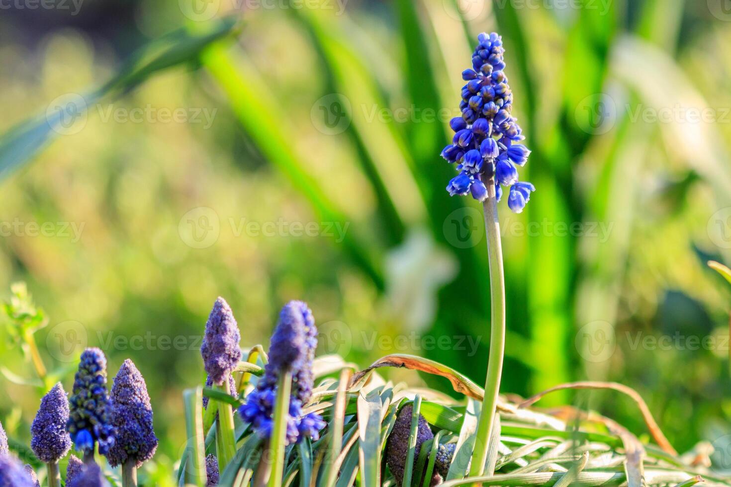 beautiful meadow Bright blue blossoms of Armenian muskari photo