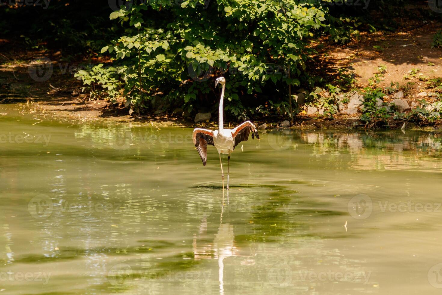 beautiful pink flamingos with beak and loose wings photo