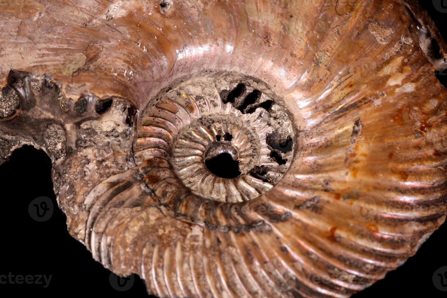 Macro mineral stone Ammonite shell on a black background photo