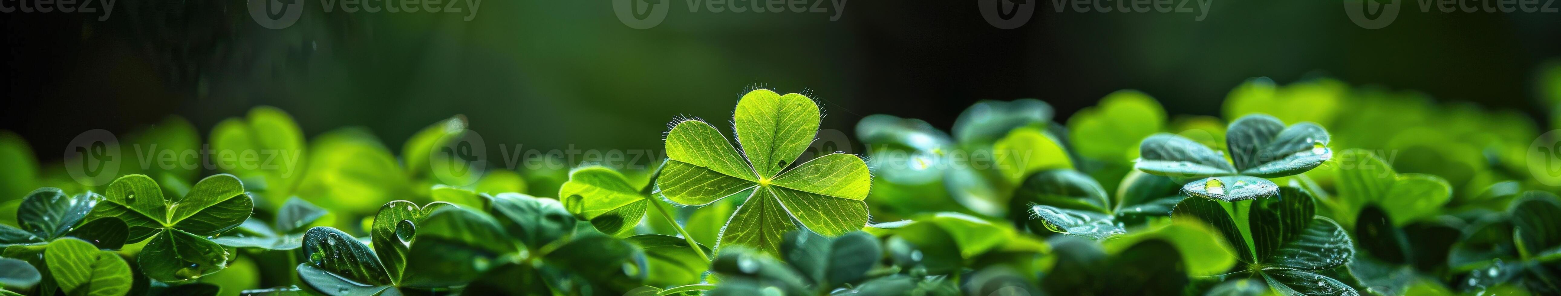 Shamrock Plant Close-Up photo