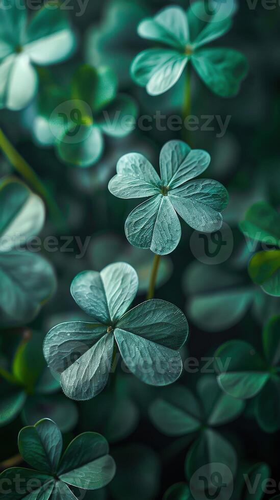 Green Shamrock Leaves photo