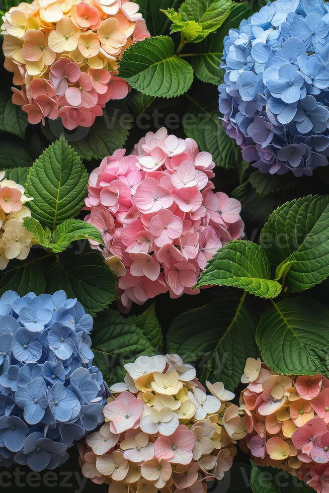 Colorful Hydrangea Blooms photo