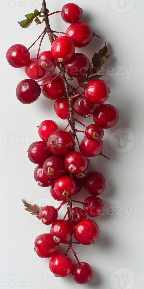 Cluster of Red Berries Hanging From Branch photo
