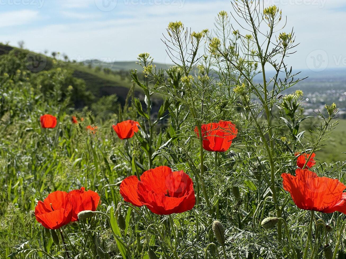 Red poppy flowers in a meadow against a background of blue sky and white clouds. Summer landscape with red poppies. Kyrgyzstan. photo
