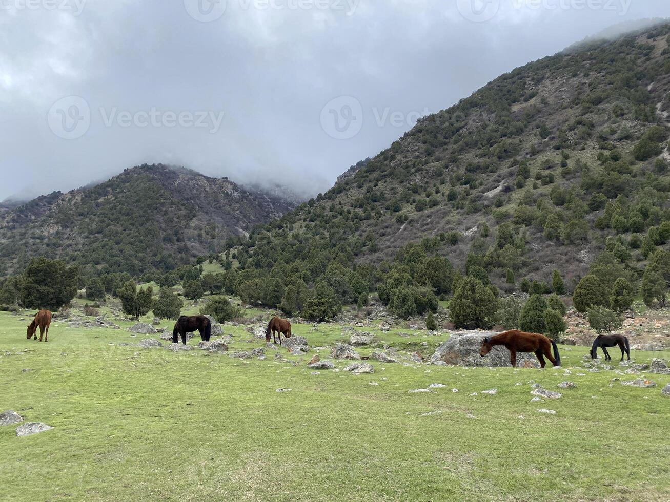 Horses against the backdrop of mountains. Horses are grazing. Incredible summer landscape. Sunny day in the mountains. Mountains of Kyrgyzstan. Trekking in the mountains of Kyrgyzstan. Central Asia. photo