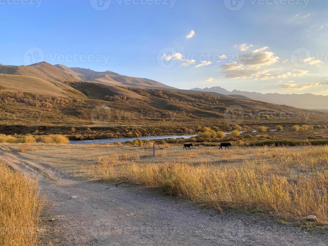 Horses against the backdrop of mountains. Incredible landscape in the rays of the setting sun. Sunset in the mountains. Mountains of Kyrgyzstan.Trekking in the mountains of Kyrgyzstan. Central Asia. photo