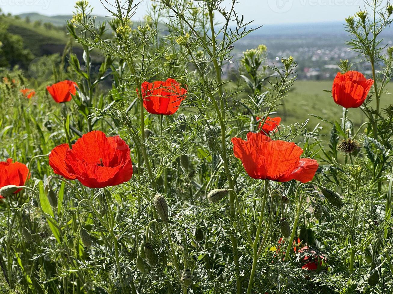 Red poppy flowers in a meadow against a background of blue sky and white clouds. Summer landscape with red poppies. Kyrgyzstan. photo