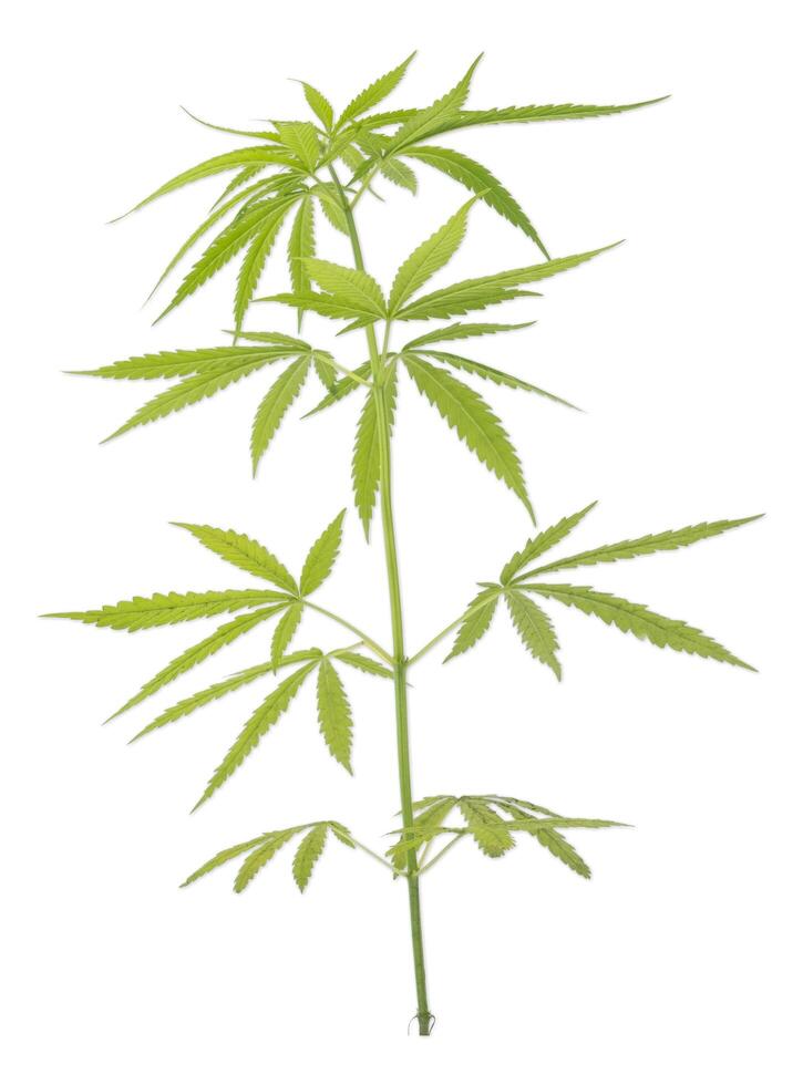 Cannabis or hemp plant isolated on white background. photo