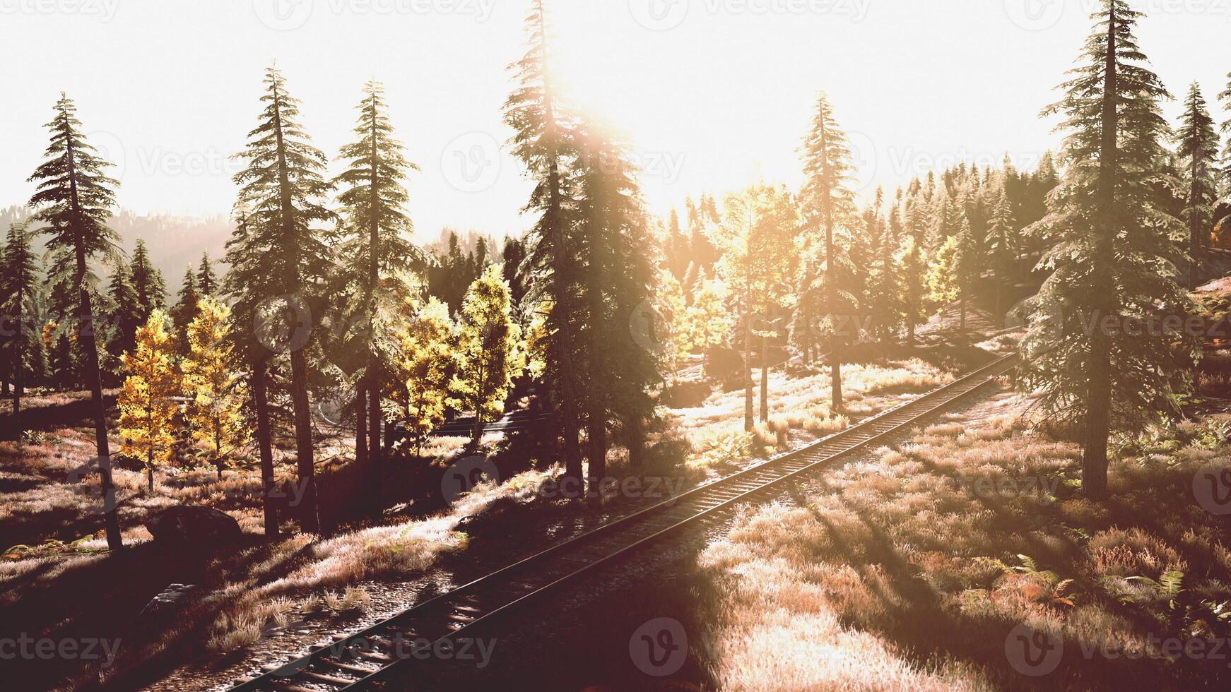 passing through a scenic forest during sunset photo