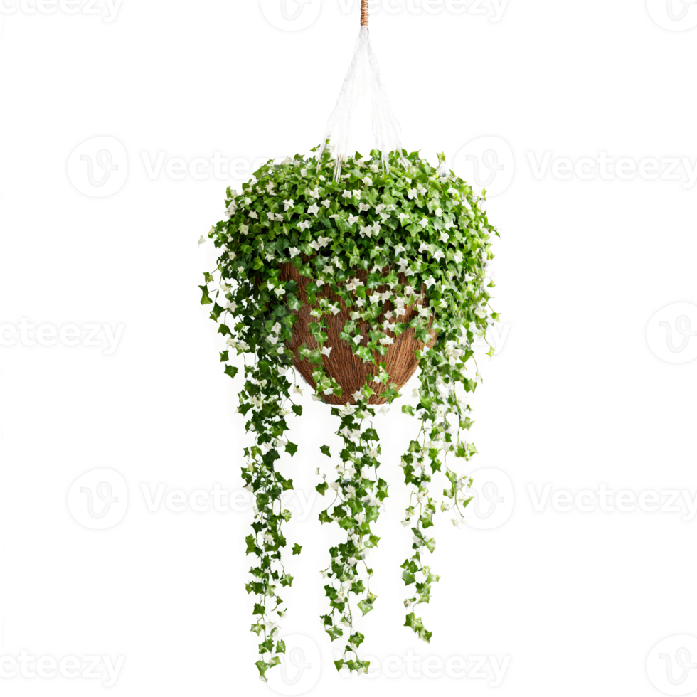 English Ivy small green leaves with white veins trailing down from a hanging basket png