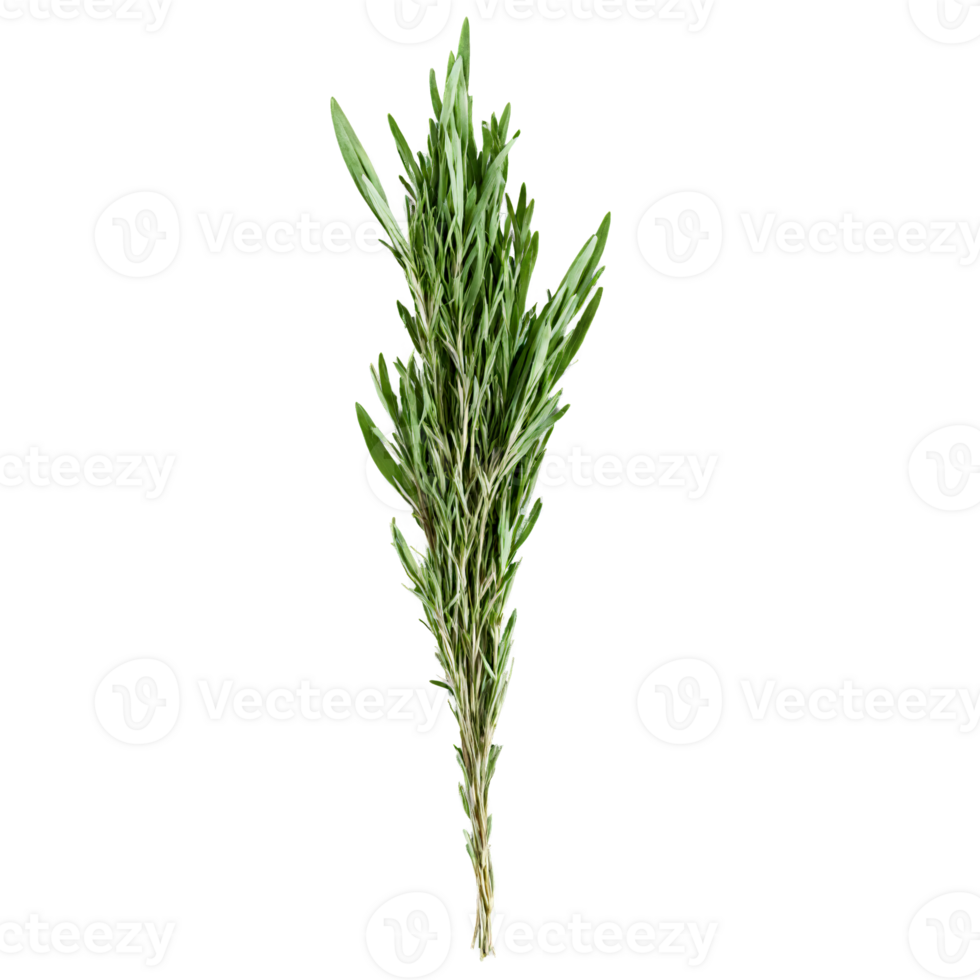 Dried tarragon leaves dark green color slender leaves subtle aroma Food and culinary concept png
