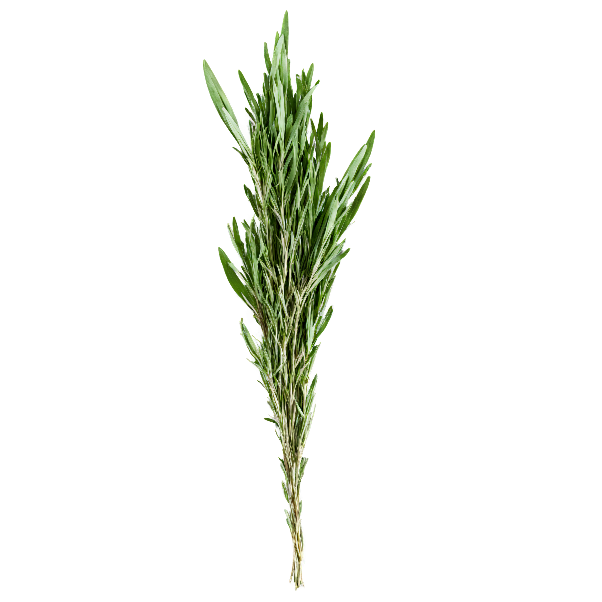 Dried tarragon leaves dark green color slender leaves subtle aroma Food