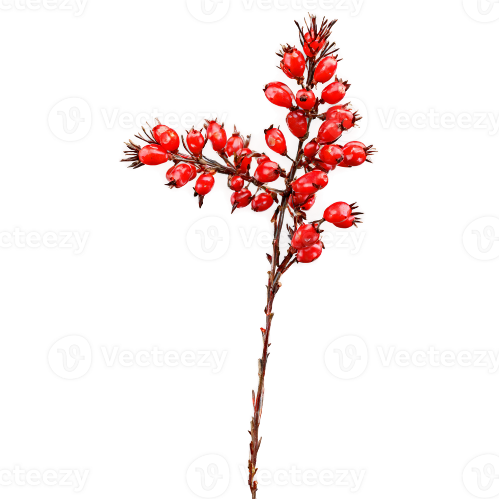 Barberry with red berries and thorny stem in dynamic arrangement Food and culinary concept png