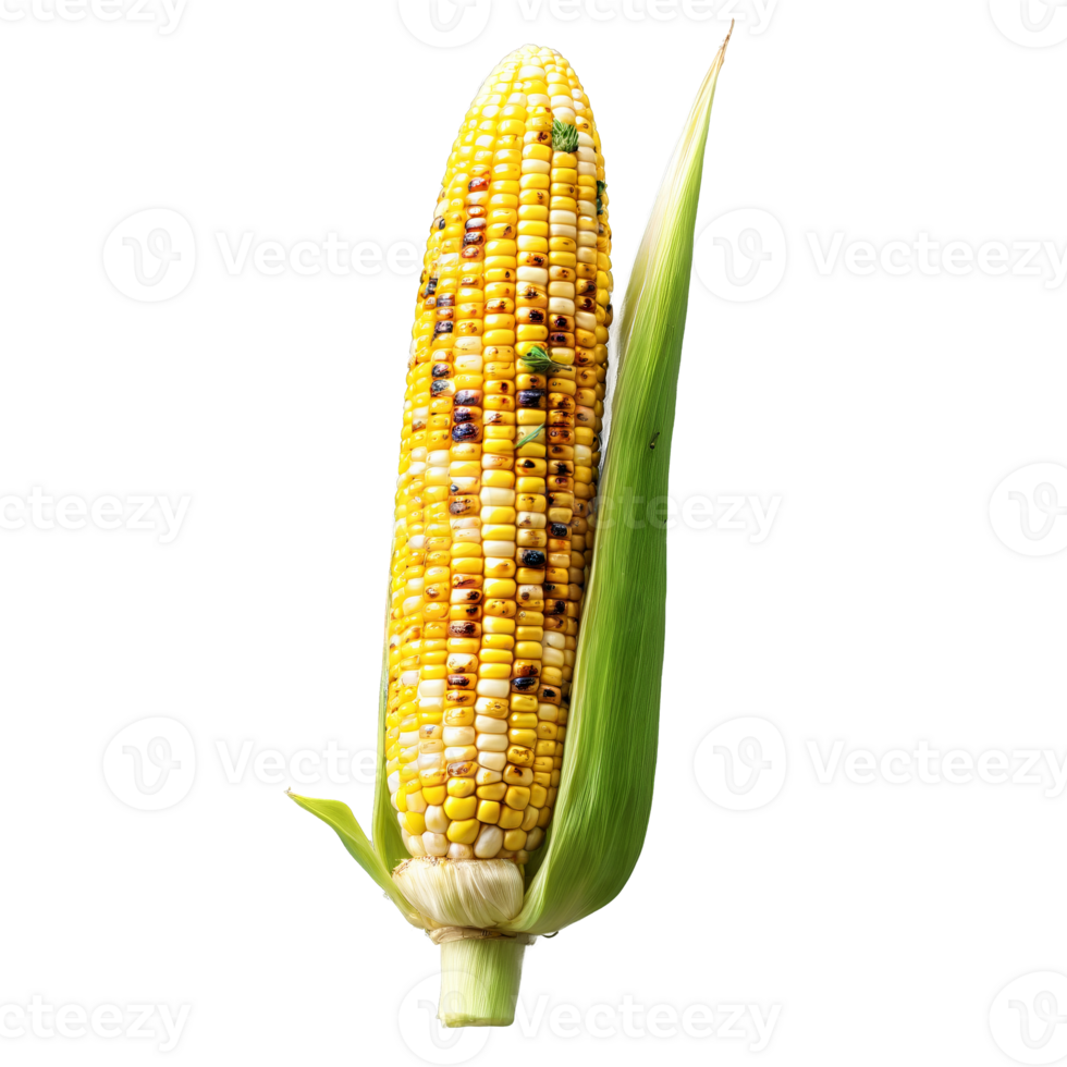 Grilled corn on the cob char grilled butter brushed sprinkle of herbs Culinary and Food png