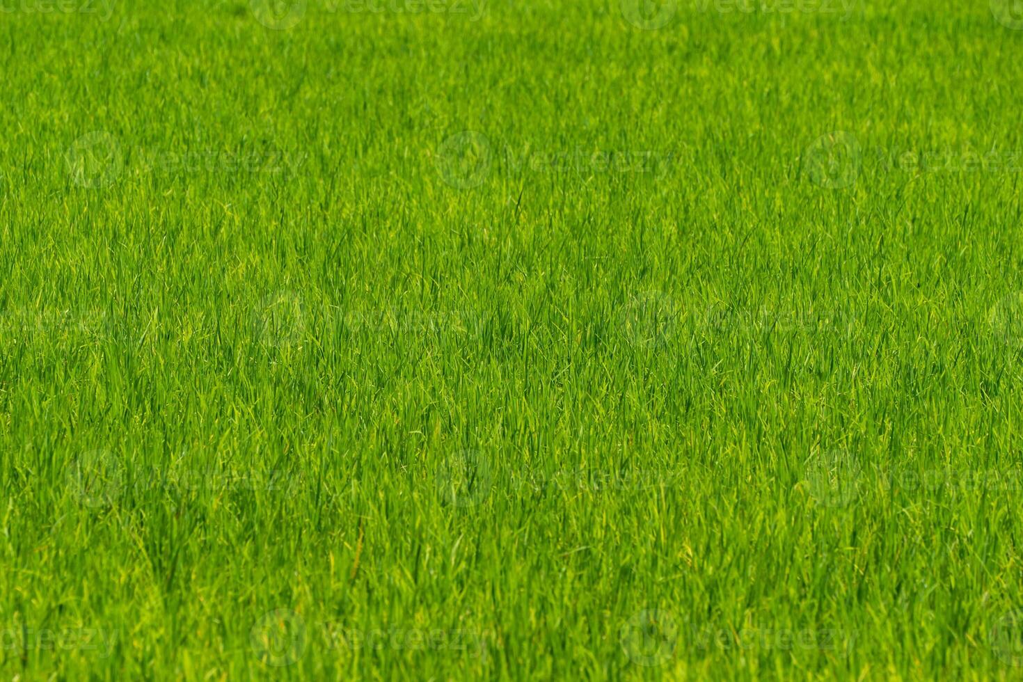 Close up to the beautiful Green paddy rice field from drone view for background. photo