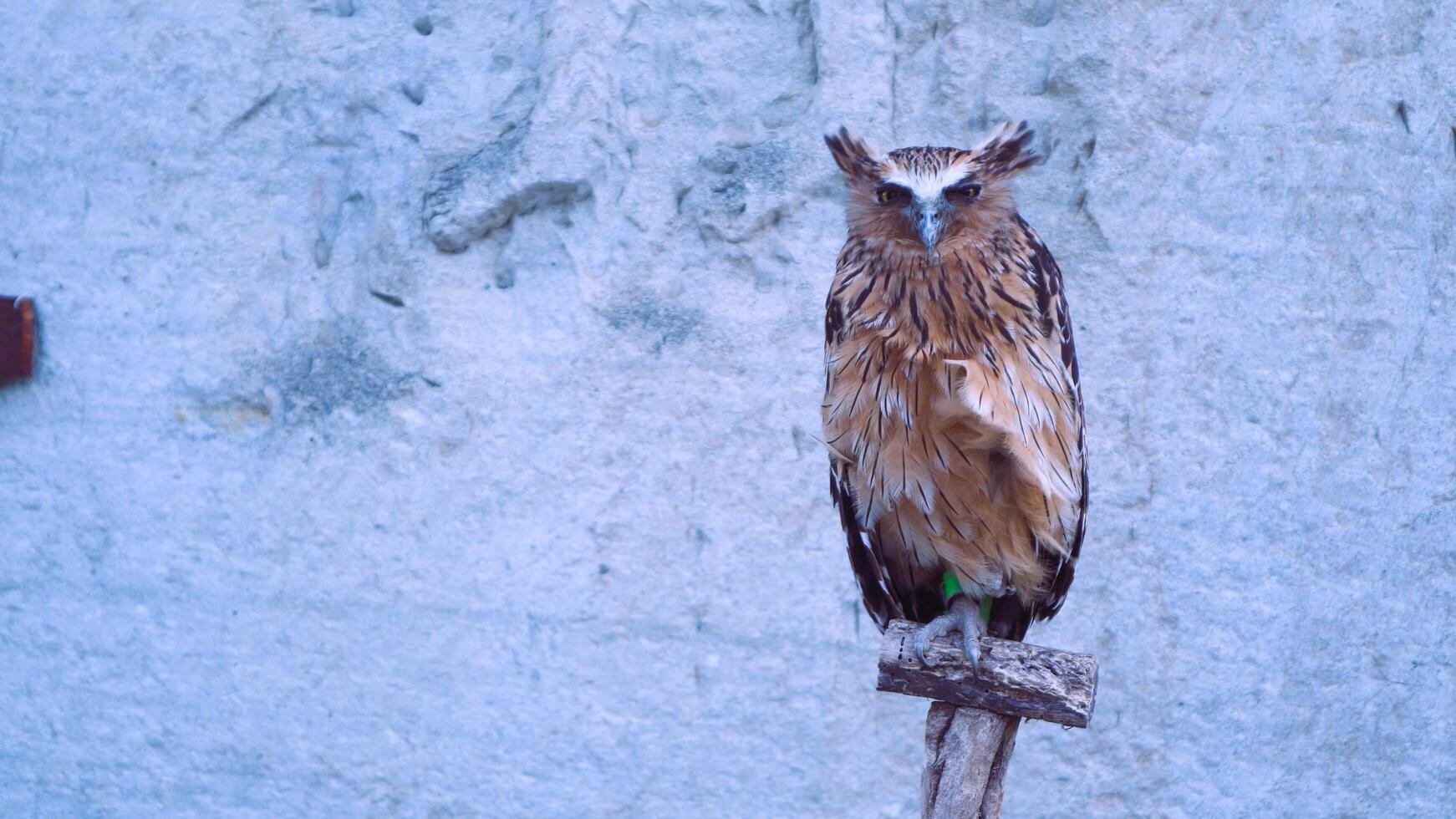 Owl with textured background, camouflage predator animal, nocturnal, copy space photo