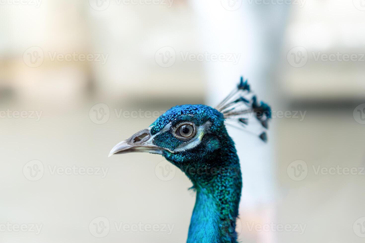 Close up of a bright peacock head. Peacocks are also thought to bring good luck and fortune. It also supports love and happiness issues. photo