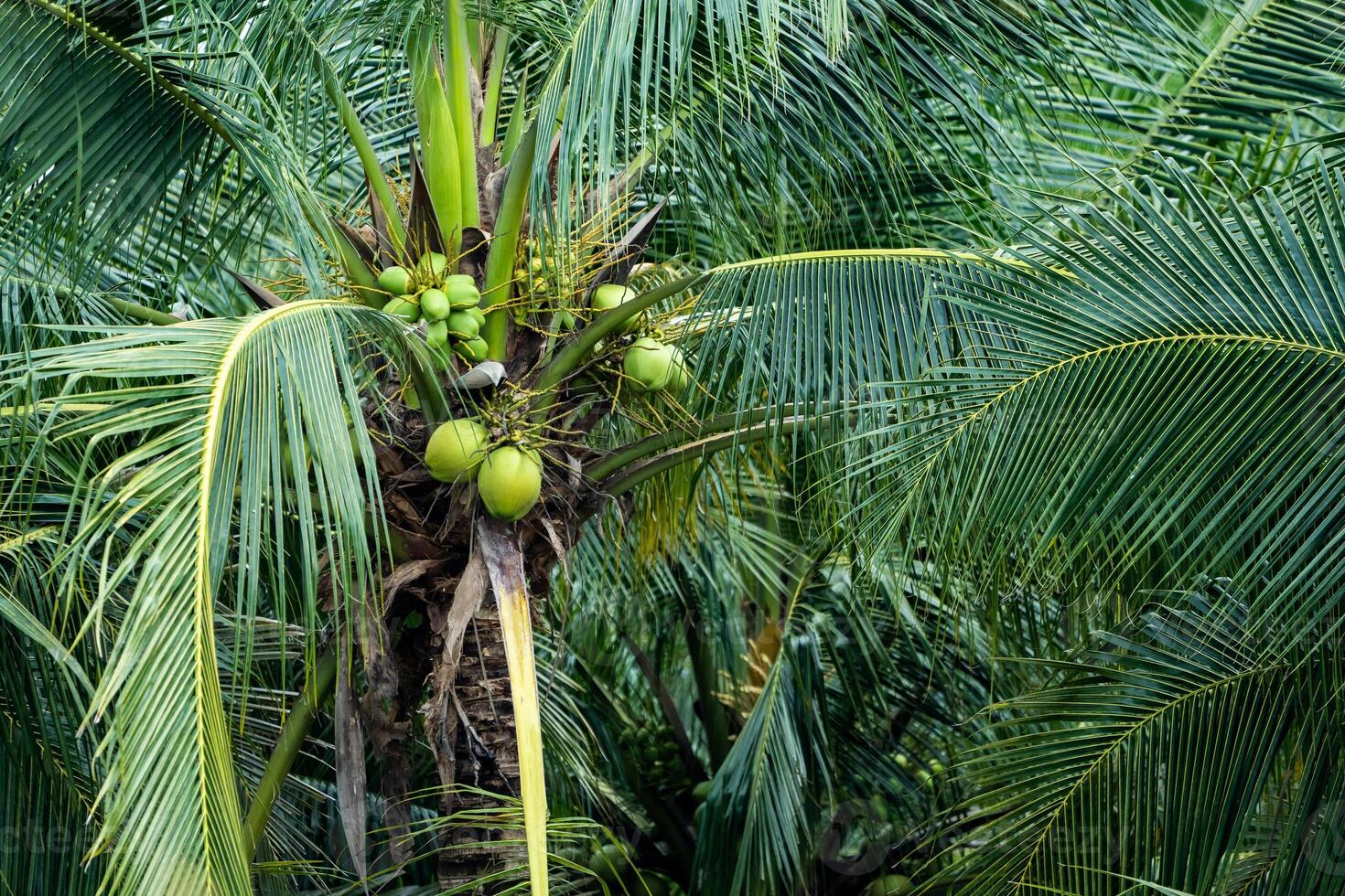 coconut tree, Cocos nucifera is a member of the palm tree family, Arecaceae and the only living species of the genus Cocos. photo