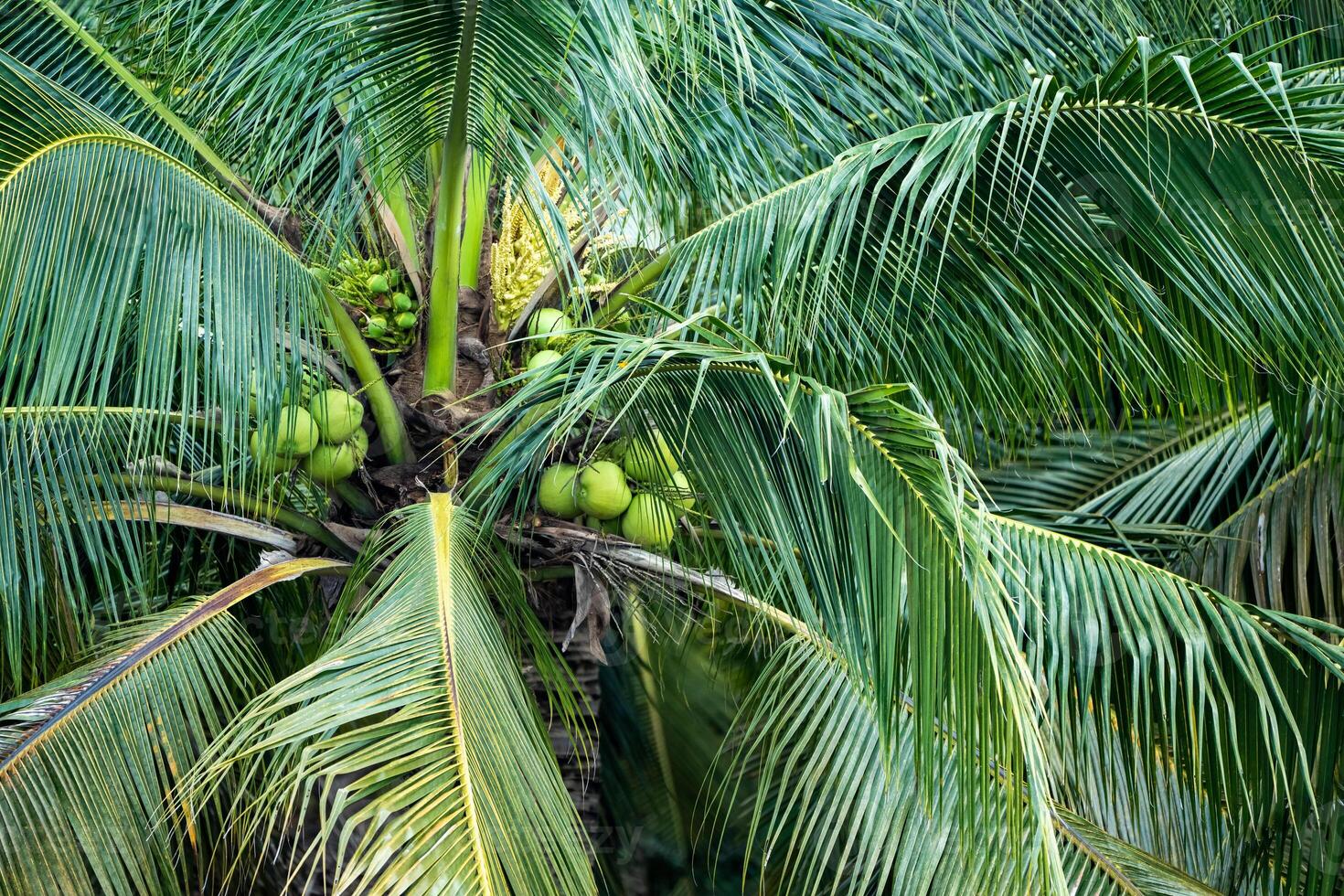 coconut tree, Cocos nucifera is a member of the palm tree family, Arecaceae and the only living species of the genus Cocos. photo
