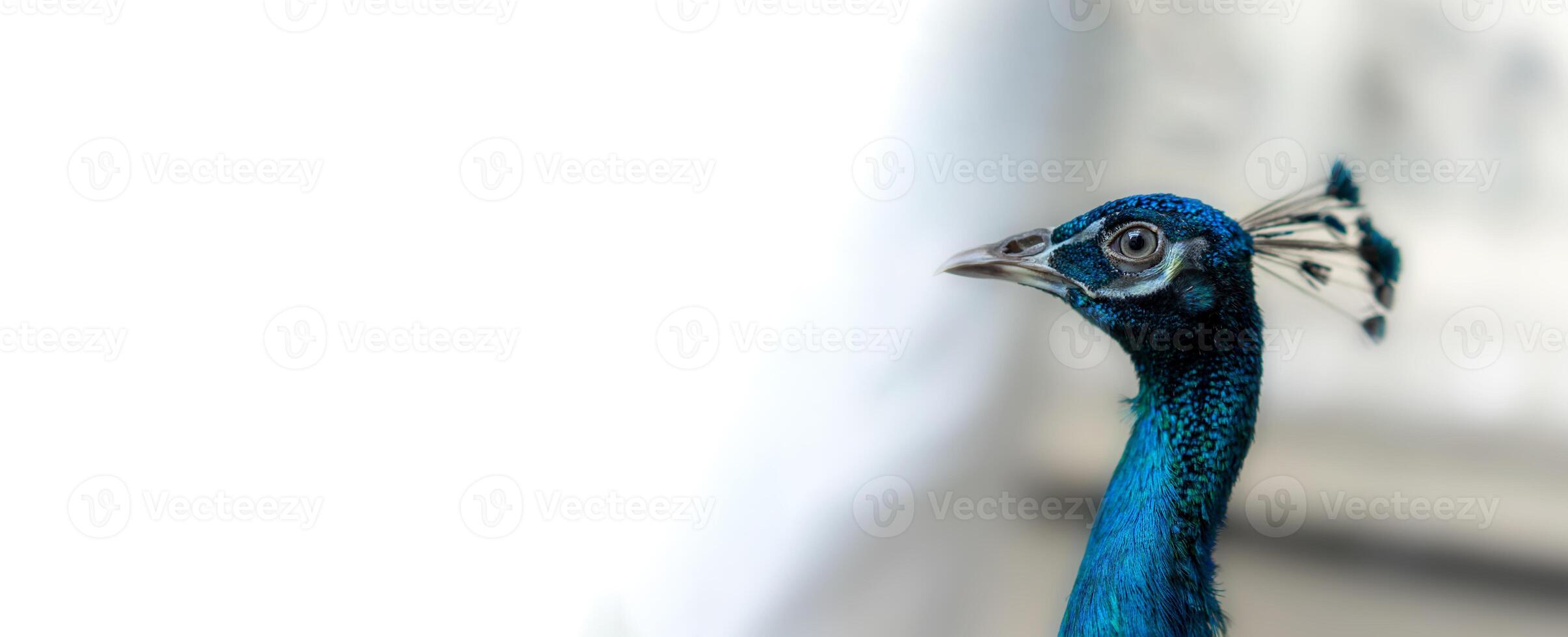 Close up of a bright peacock head. Peacocks are also thought to bring good luck and fortune. It also supports love and happiness issues. photo