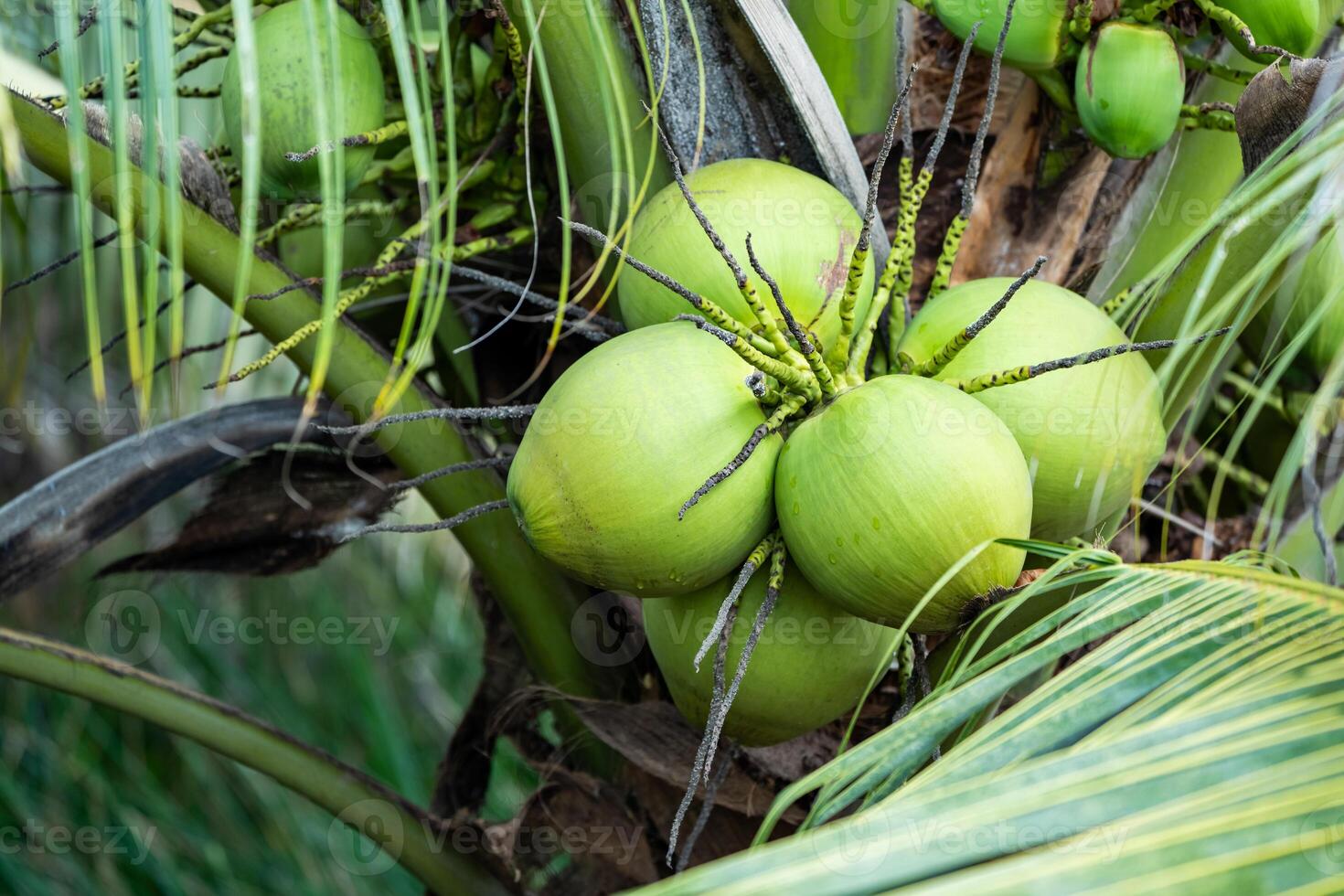 coconut tree, Cocos nucifera is a member of the palm tree family, Arecaceae and the only living species of the genus Cocos. photo