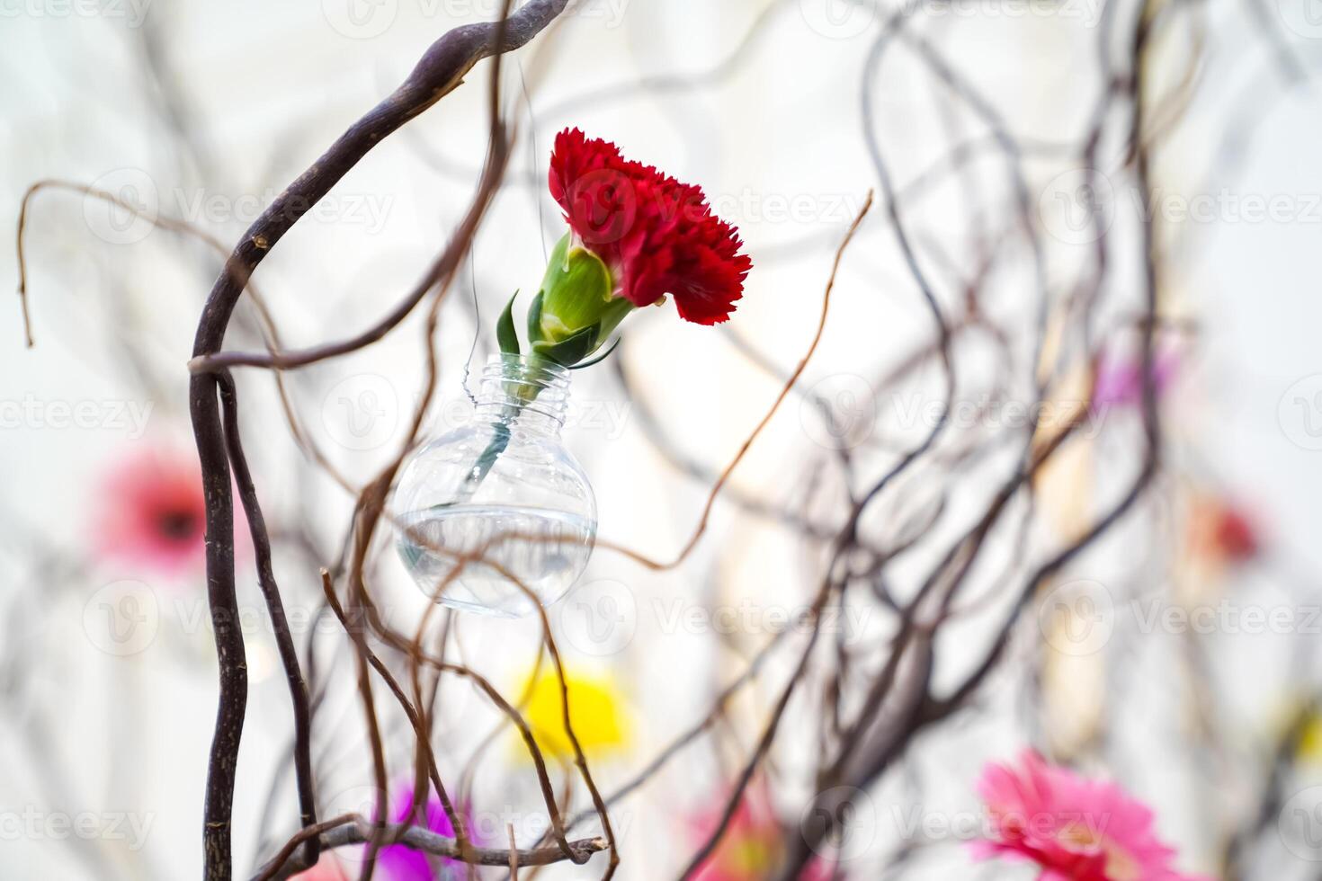 Dried and preserved flower stems comes in different colors Pink, yellow, red, purple, and white. This background shoot in light studio. photo