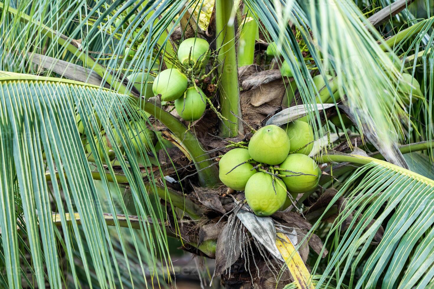 coconut tree, Cocos nucifera is a member of the palm tree family, Arecaceae and the only living species of the genus Cocos. photo