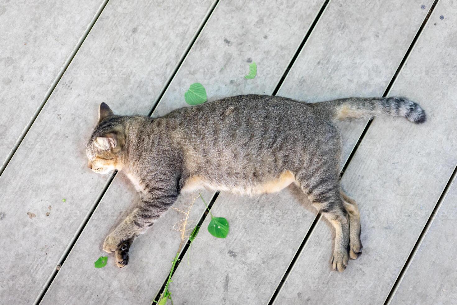 A gray funny drunk cat is sleeping after take a root of indian copperleaf catnip on the wooden floor. photo