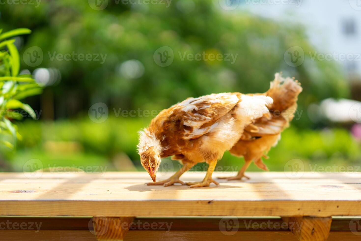 2 chicks 1-2 months Hybrid Rhode Island Red are standing on a garden wooden table in the morning with sunlight. photo